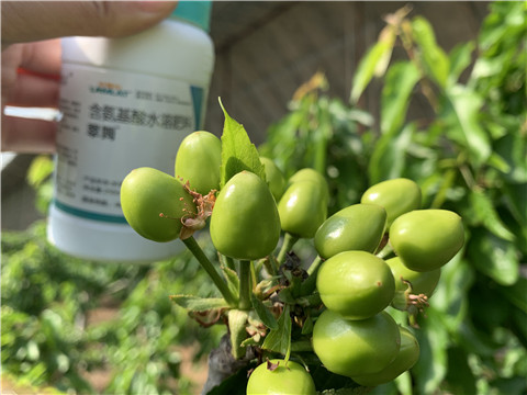 氨基酸水溶肥，拉姆拉，翠姆