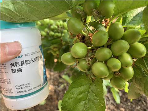 氨基酸水溶肥，拉姆拉，翠姆