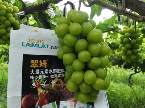 水溶肥，拉姆拉，翠姆
