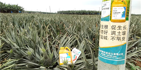 水溶肥，拉姆拉，翠姆