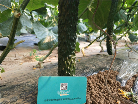 小分子有機(jī)碳，拉姆拉，翠姆