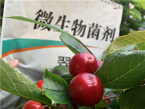 微生物菌劑，拉姆拉，翠姆