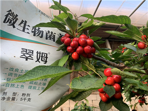 微生物菌劑，拉姆拉，翠姆
