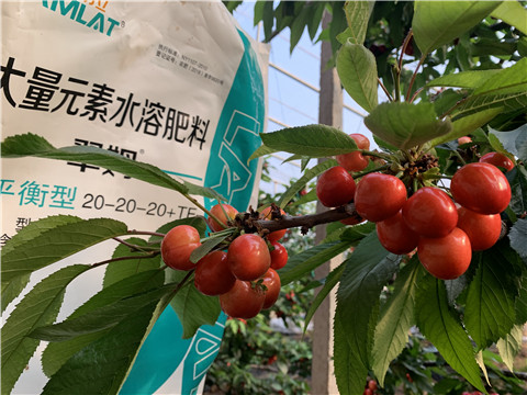 大量元素水溶肥，拉姆拉，翠姆