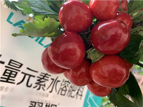 大量元素水溶肥，拉姆拉，翠姆