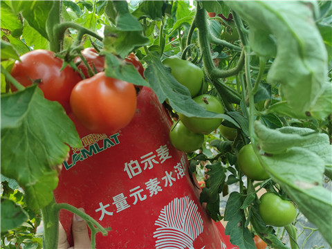 水溶肥，拉姆拉，伯示麥