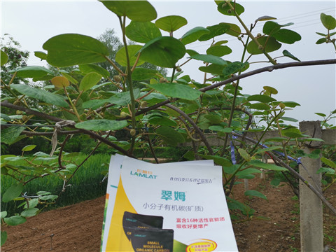 小分子有機(jī)碳，拉姆拉，翠姆