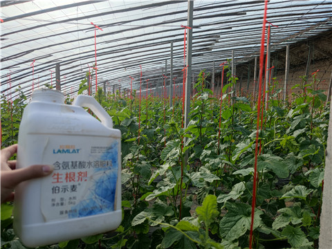 水溶肥，拉姆拉，翠姆