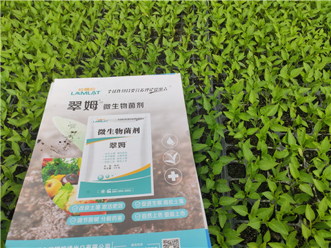 水溶肥，拉姆拉，翠姆