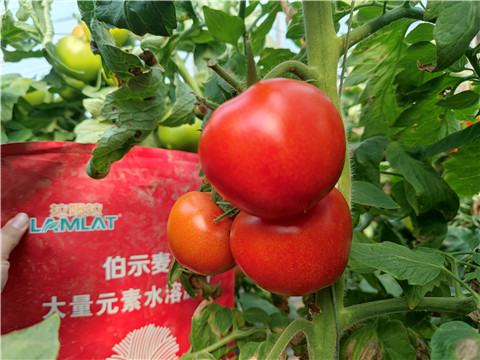 水溶肥，拉姆拉，伯示麥 