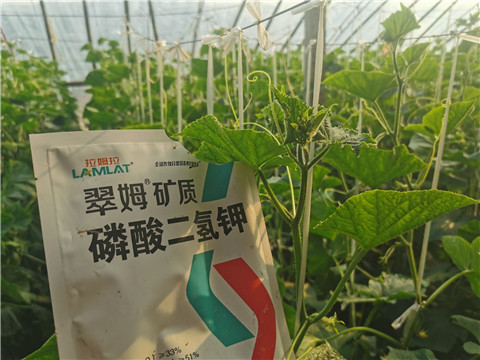 水溶肥，拉姆拉，翠姆