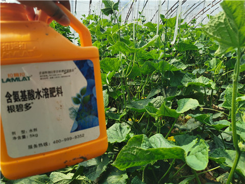 水溶肥，拉姆拉，翠姆