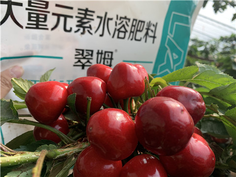 水溶肥，拉姆拉，翠姆