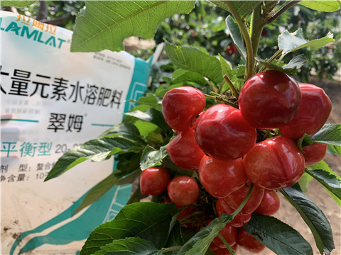 水溶肥，拉姆拉，翠姆