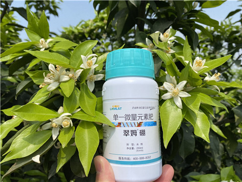 葉面肥，拉姆拉，翠姆