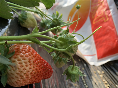 草莓施肥管理，拉姆拉，翠姆