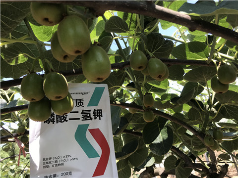 水溶肥，拉姆拉，翠姆