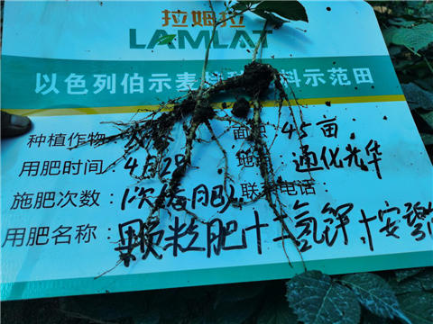 水溶肥，拉姆拉，翠姆