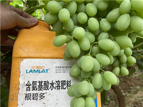 生根劑，翠姆，拉姆拉