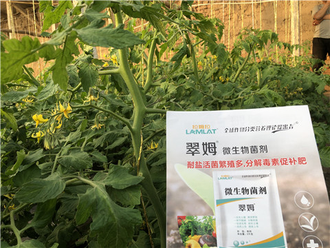 微生物菌劑，翠姆，拉姆拉