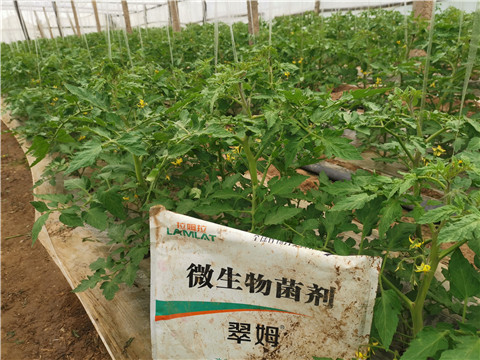 微生物菌劑，翠姆，拉姆拉