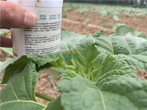 水溶肥，翠姆，拉姆拉