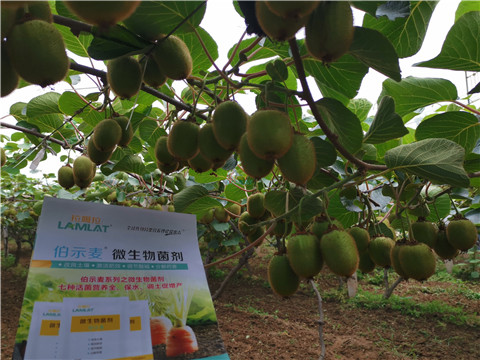 水溶肥，伯示麥，拉姆拉