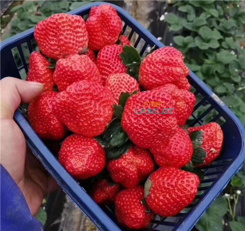 鈣肥，翠姆，拉姆拉
