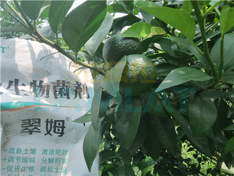 微生物菌劑，翠姆，拉姆拉