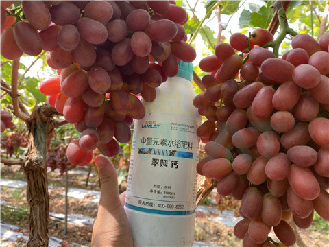 鈣肥，拉姆拉，翠姆