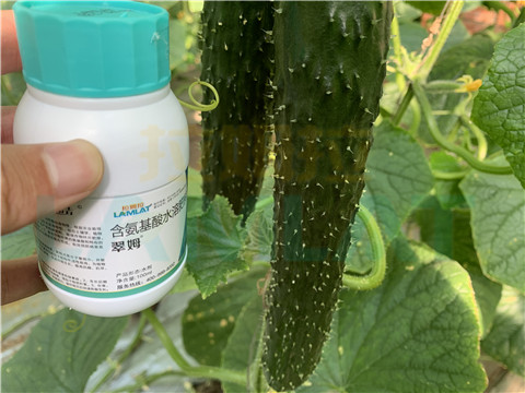 水溶肥，拉姆拉，翠姆