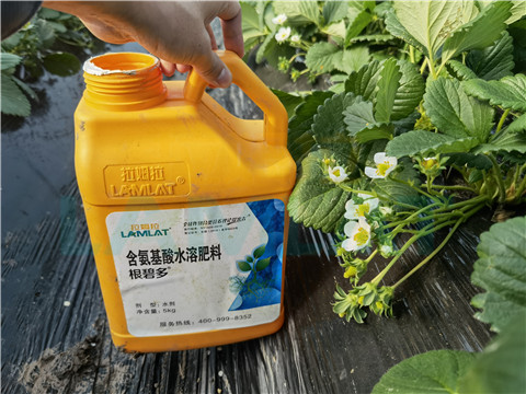 水溶肥，拉姆拉，翠姆