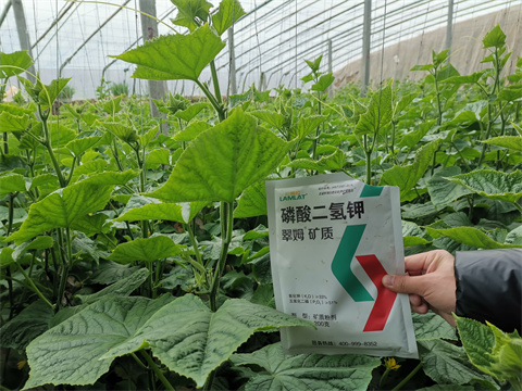 水溶肥，翠姆，拉姆拉
