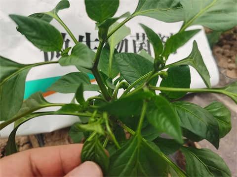 水溶肥，翠姆，拉姆拉