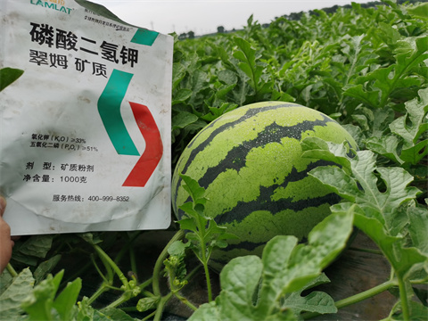 水溶肥，翠姆，拉姆拉