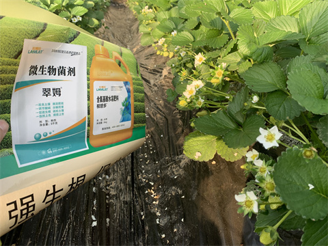 水溶肥價(jià)格，翠姆，草莓水溶肥
