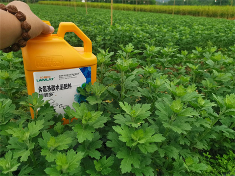 菊花種植,水溶肥廠家，翠姆