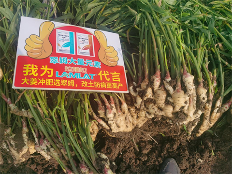 水溶肥廠(chǎng)家,大姜種植,翠姆大量元素水溶肥
